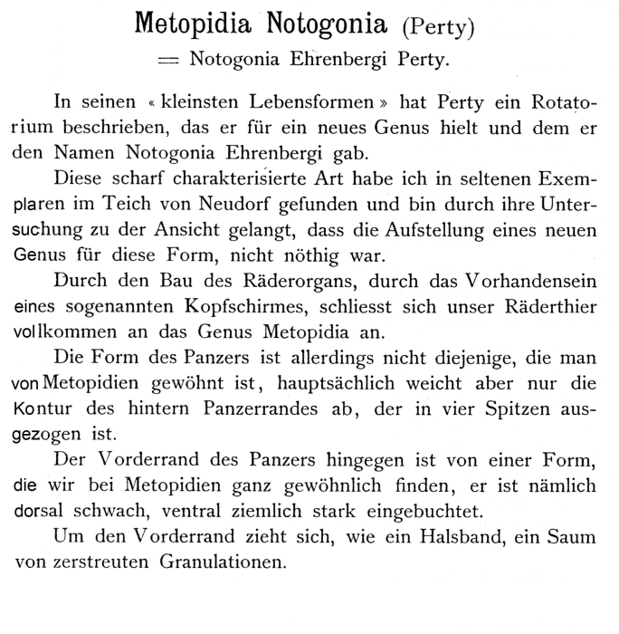 Metopidia notogonia