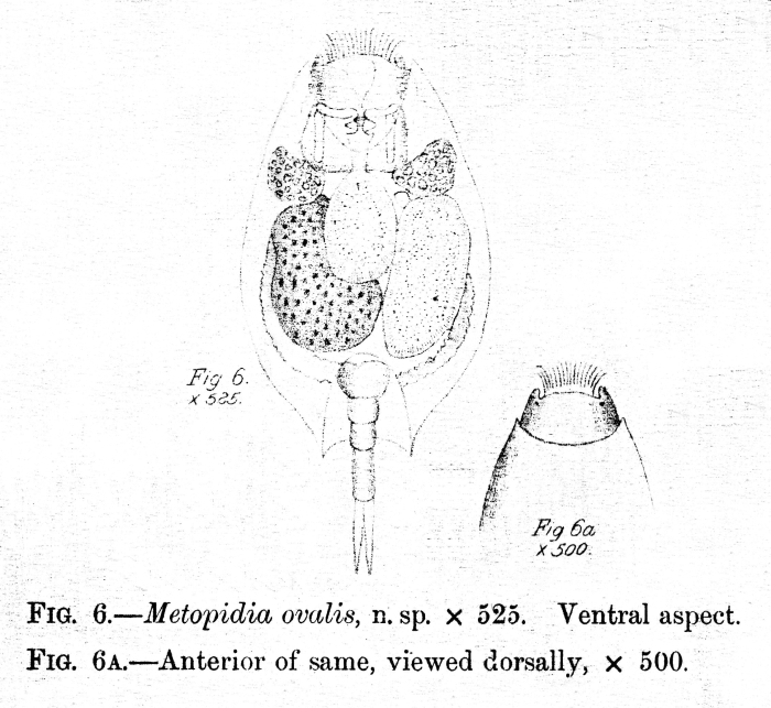 Metopidia ovalis - Original description image
