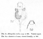 Metopidia ovalis