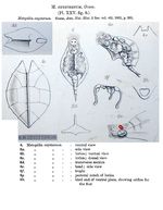 Metopidia oxysternum - Original description image