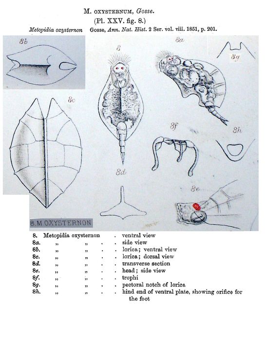 Metopidia oxysternum - Original description image