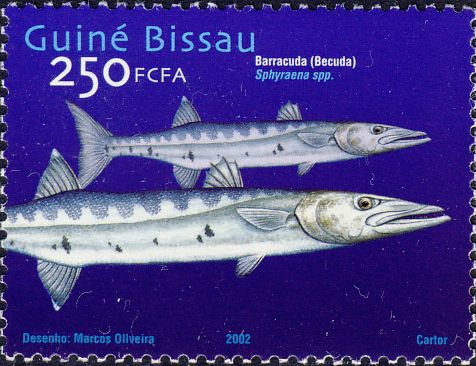 Sphyraena barracuda Sphyraena barracuda