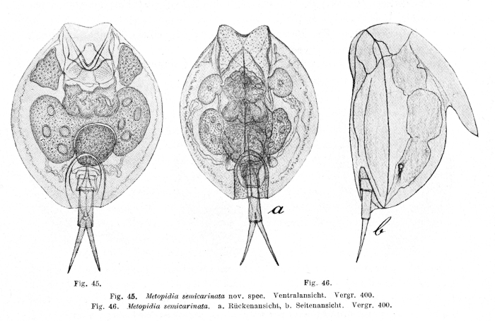 Metopidia semicarinata Metopidia semicarinata