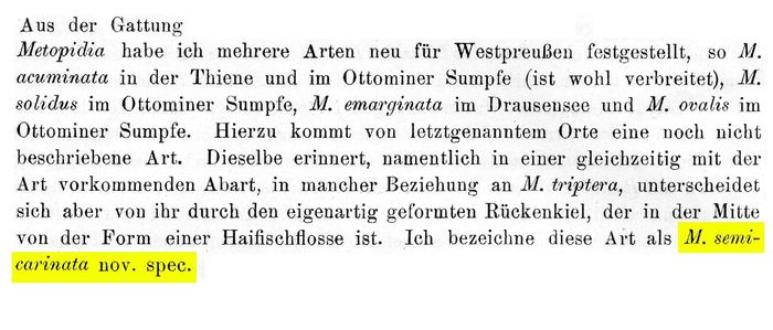 Metopidia semicarinata - Original description image