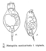 Metopidia semicarinata f. tripteris