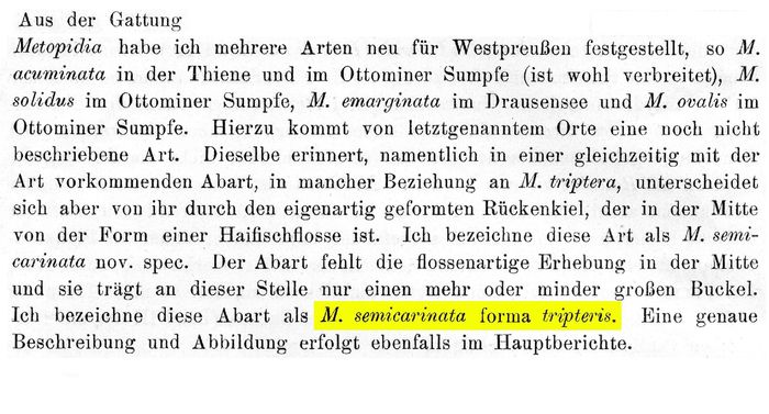 Metopidia semicarinata f. tripteris - Original description image