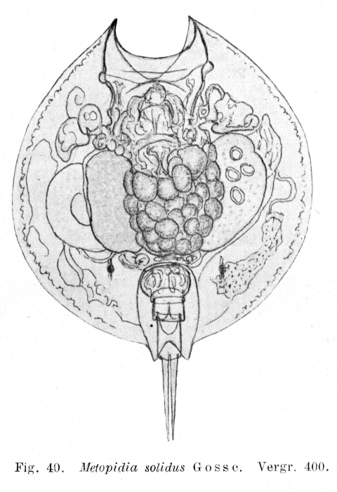 Metopidia solida Metopidia solida