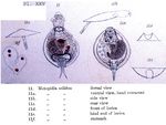 Metopidia solida