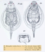 Metopidia solida