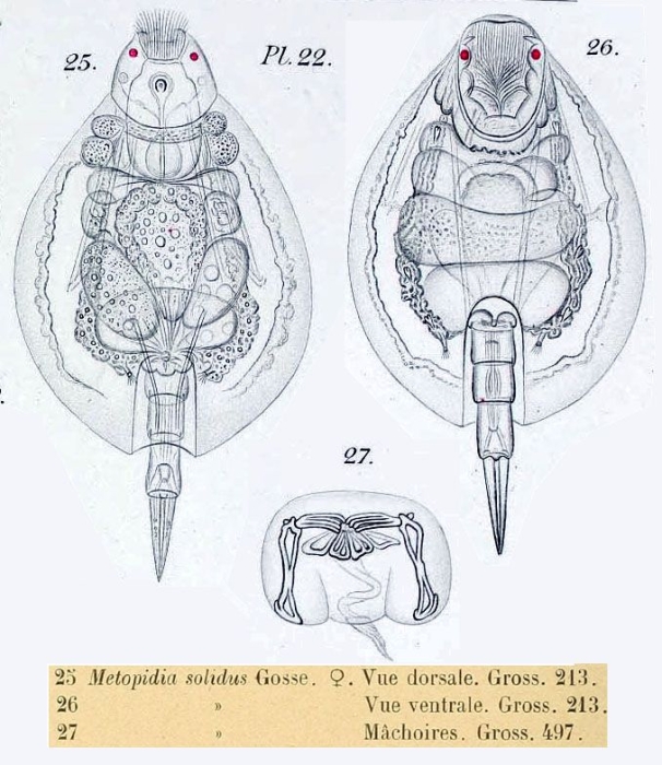 Metopidia solida