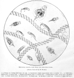 Metopidia solida