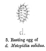 Metopidia solida