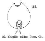 Metopidia solida