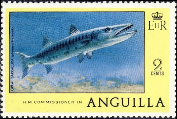 Sphyraena barracuda Sphyraena barracuda