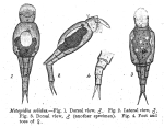 Metopidia solida
