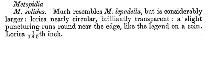 Metopidia solida - Original description image