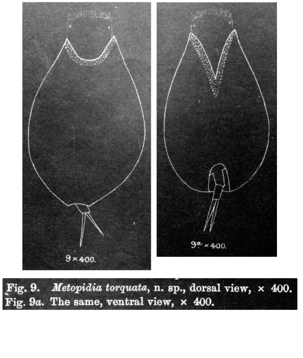 Metopidia torquata - Original description image