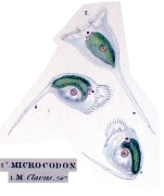 Microcodon clavus