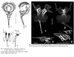 Microcodon clavus