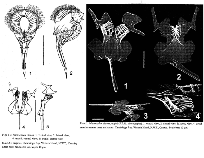 Microcodon clavus