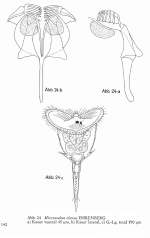 Microcodon clavus