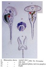 Microcodon clavus