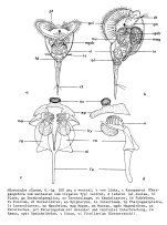 Microcodon clavus