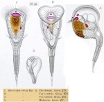 Microcodon clavus