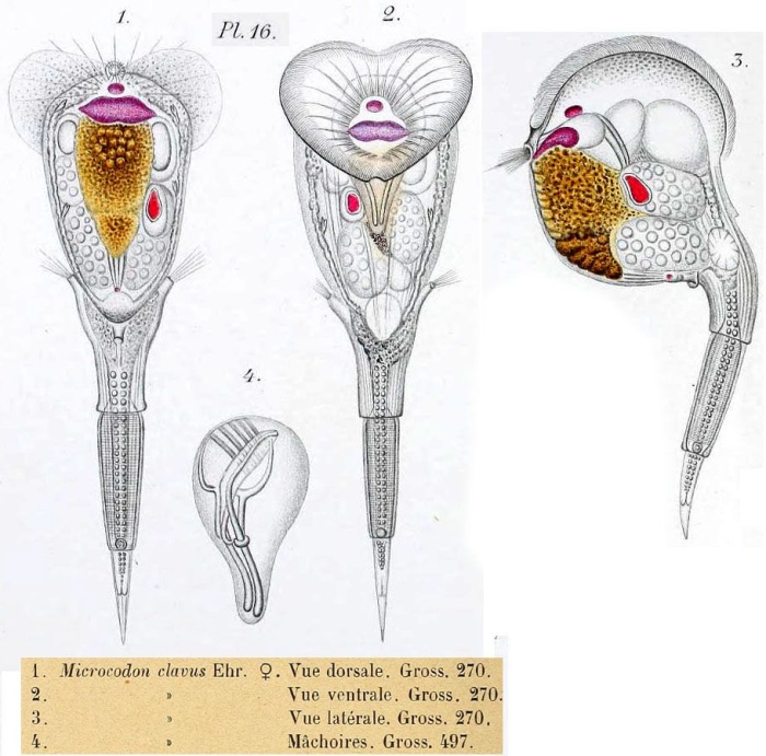 Microcodon clavus Microcodon clavus