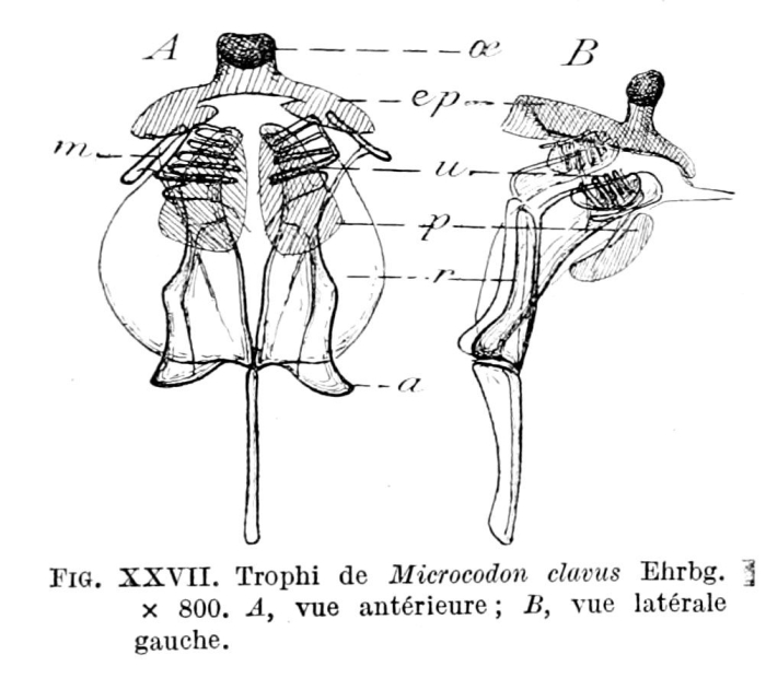 Microcodon clavus Microcodon clavus