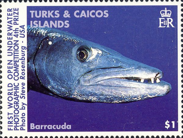 Sphyraena barracuda