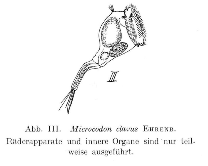 Microcodon clavus Microcodon clavus