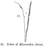Microcodon clavus