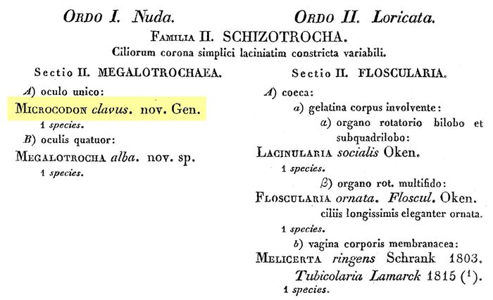 Microcodon clavus - Original description image