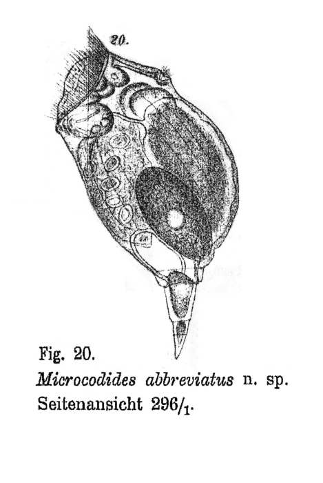 Mikrocodides abbreviatus - Original description image