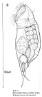 Mikrocodides chlaena