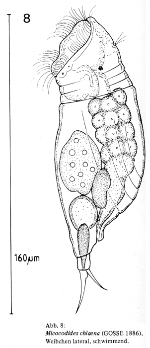 Mikrocodides chlaena Mikrocodides chlaena