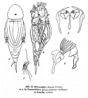 Mikrocodides chlaena