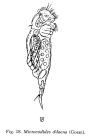 Mikrocodides chlaena