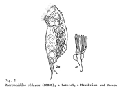 Mikrocodides chlaena