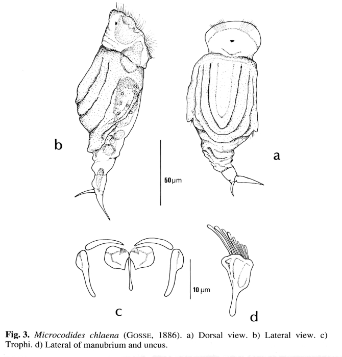 Mikrocodides chlaena Mikrocodides chlaena