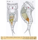 Mikrocodides chlaena