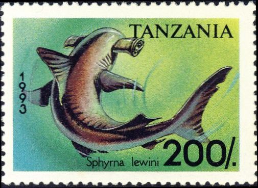Sphyrna lewini Sphyrna lewini