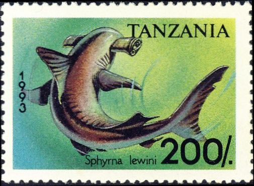 Sphyrna lewini