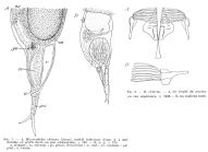 Mikrocodides chlaena