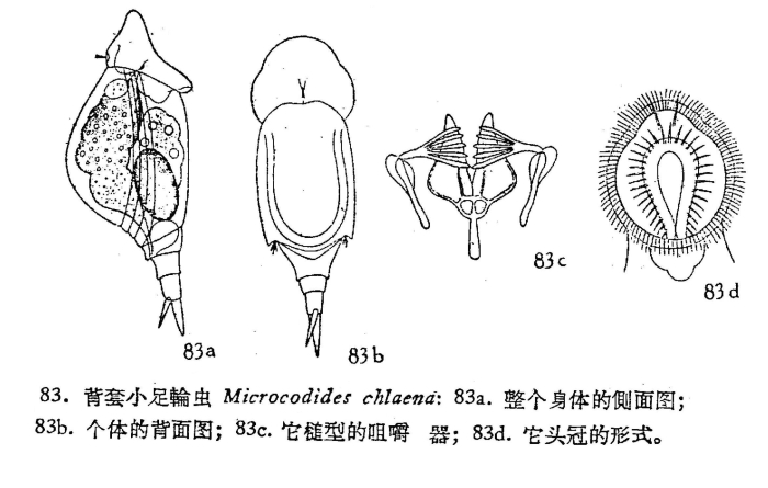 Mikrocodides chlaena Mikrocodides chlaena
