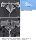 Mikrocodides chlaena