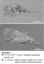 Mikrocodides chlaena