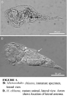 Mikrocodides chlaena