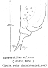 Mikrocodides chlaena